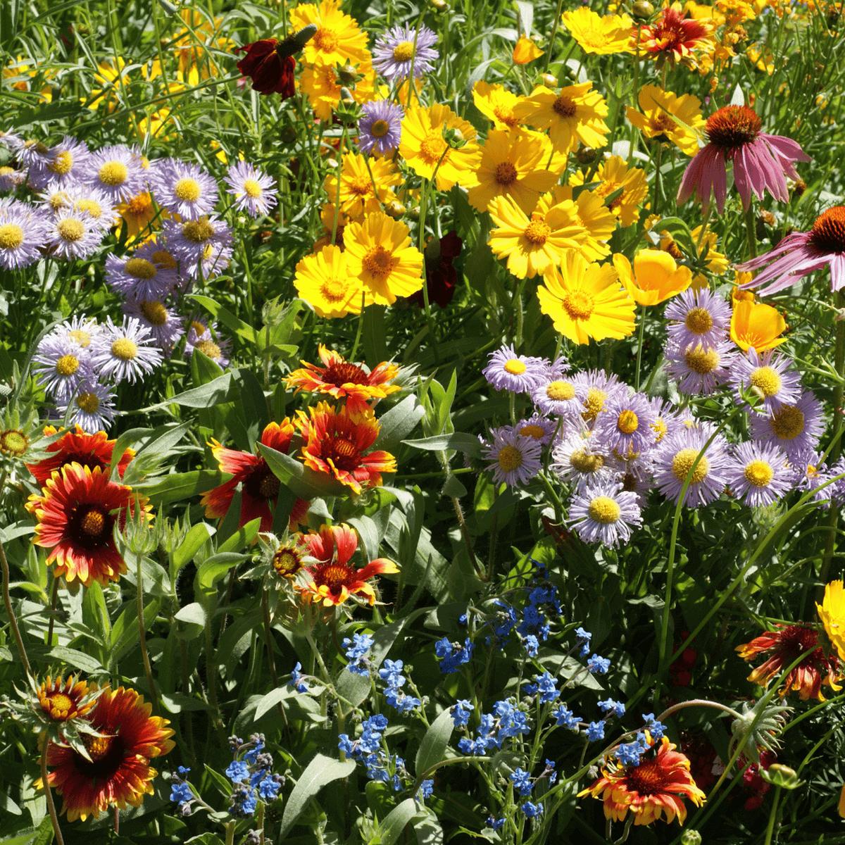 Mixed Oenothera Flower seeds for Planting – Wildflower Mix, Heirloom & GMO Free Seeds for Home Garden