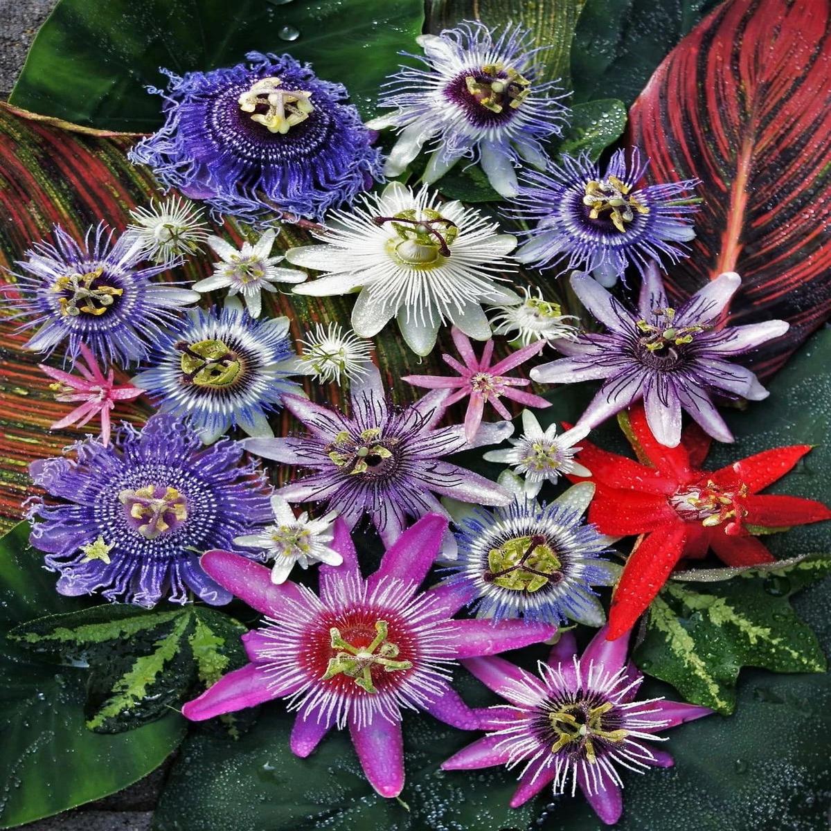 Mixed Passion Flower Seeds for Planting  Heirloom, Non-GMO, High Germination, Perfect for Borders