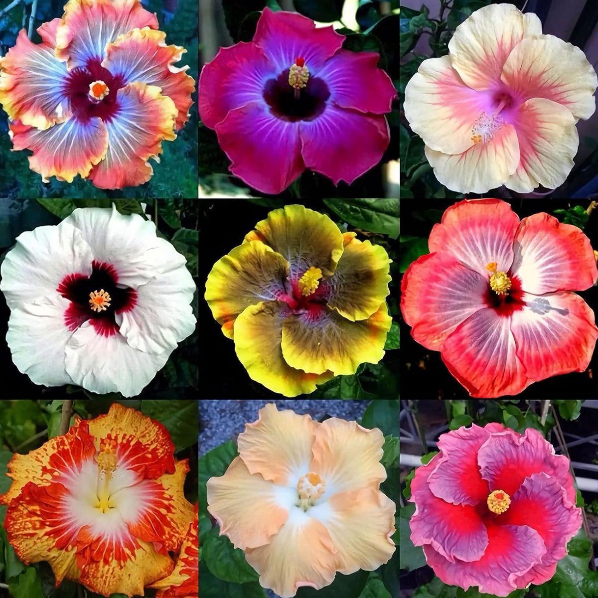 Mixed Rare Hibiscus Flower Seeds for Planting  Heirloom, Non-GMO, Unique Blooms, Perennial