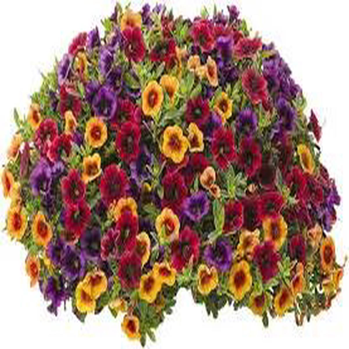 Mixed Superbells Petunia Seeds for Planting – Heirloom, NON-GMO Flower Seeds – Vibrant Garden Blooms