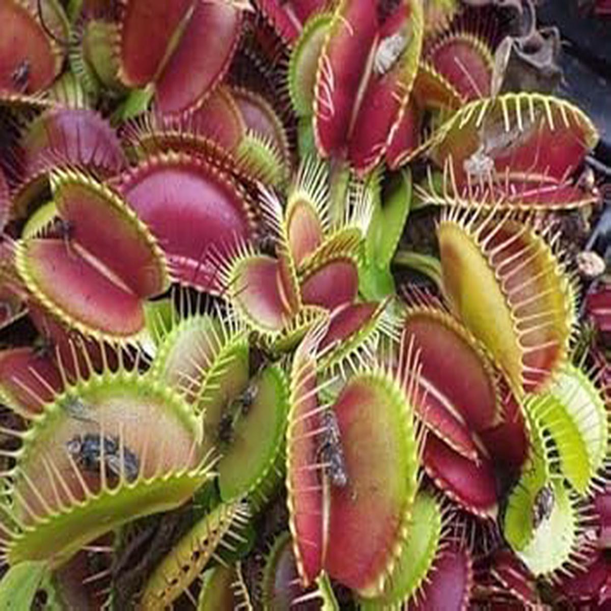 Mixed Venus Fly Trap Plant Seeds for Planting  NON GMO Heirloom Seeds, High Germination, Organic Garden