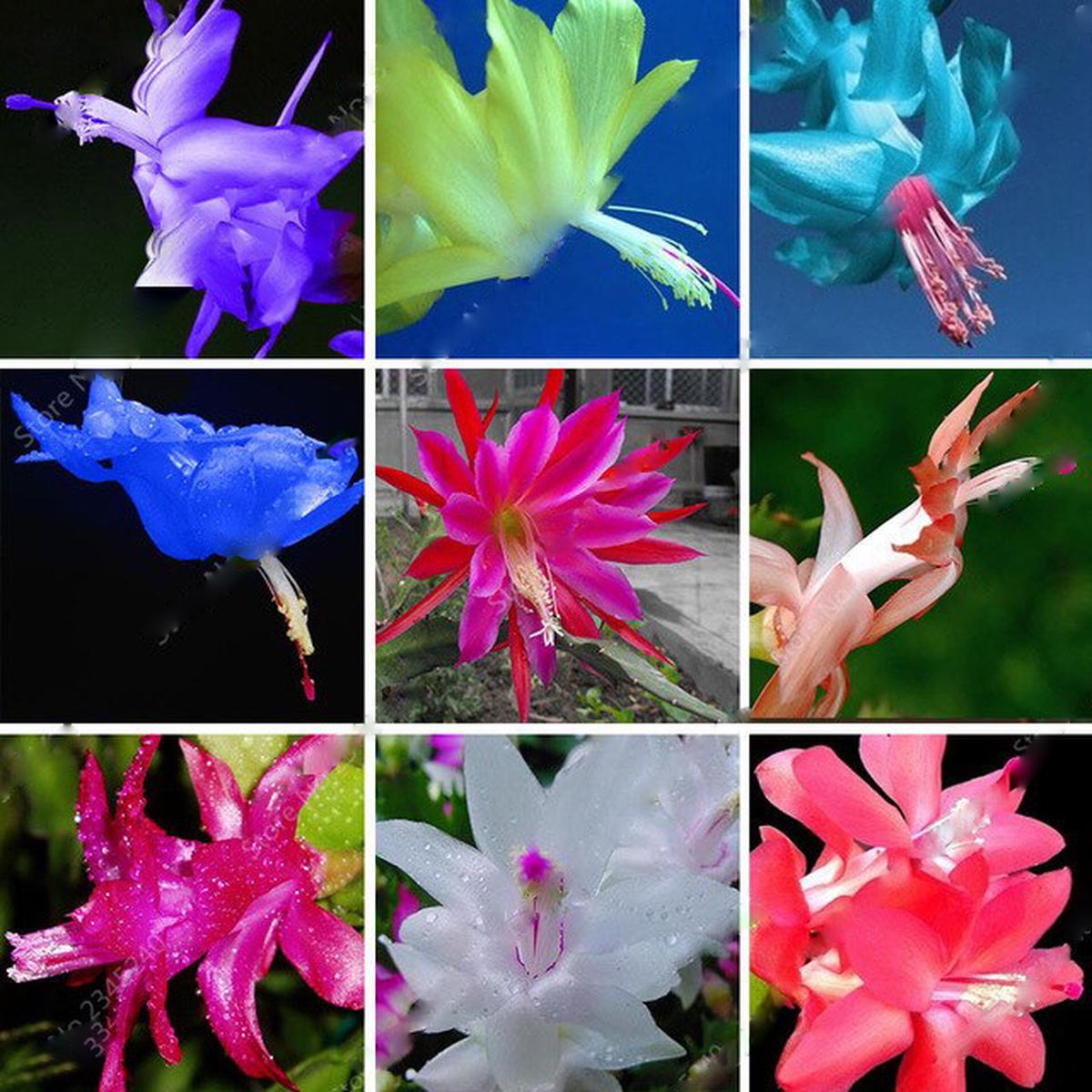 Mixed Zygocactus Truncatus Flower Seeds for Planting Heirloom, Non-GMO, High Germination Seeds