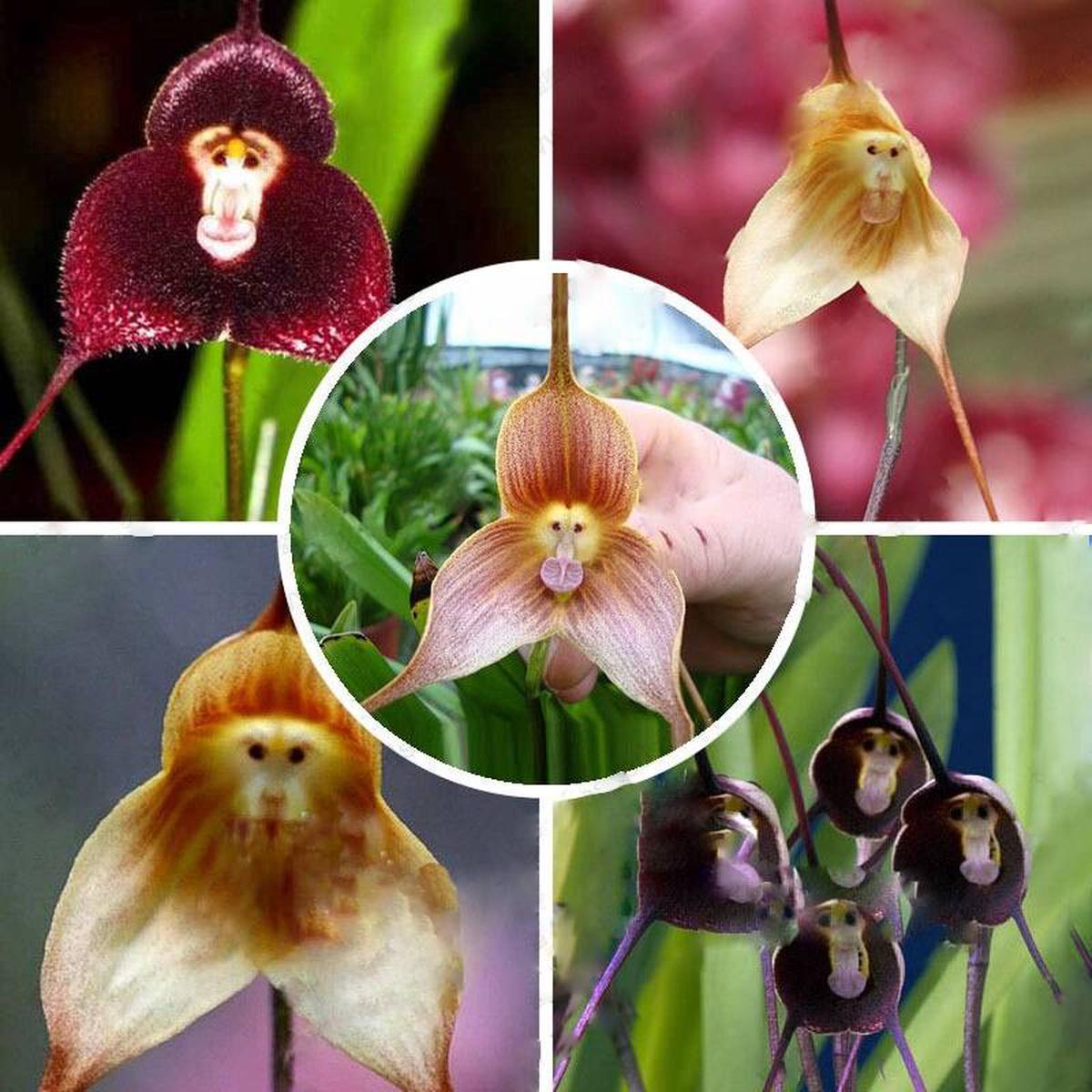 Monkey Orchids Flower Seeds for Planting  Pollinator Friendly, Heirloom, Non-GMO & High Germination Seeds