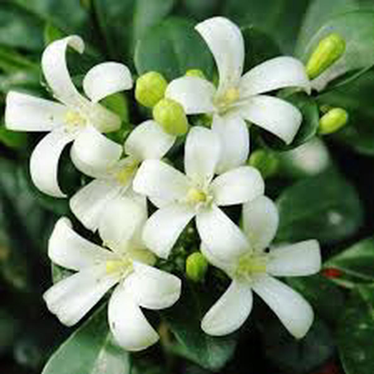 Murraya Paniculata Flower Seeds Heirloom, Non-GMO, High Germination Organic Garden Seeds for Planting