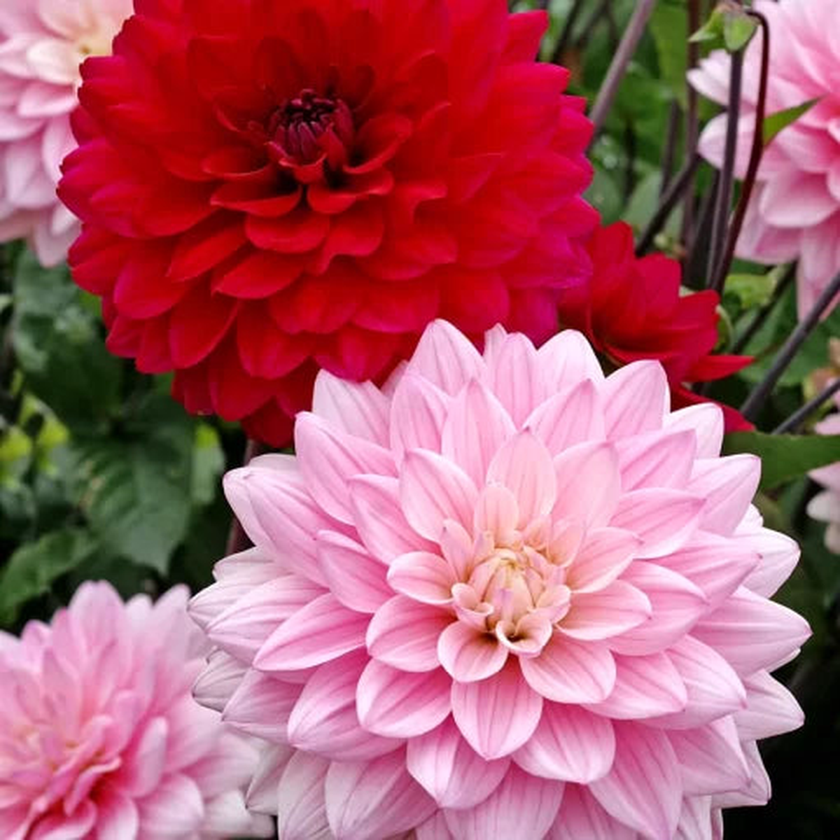 Naomi and Prospero Dahlia Mix Seeds | Decorative Dahlia Flower Blend  Heirloom, Non-GMO, High Germination Organic Garden Seeds