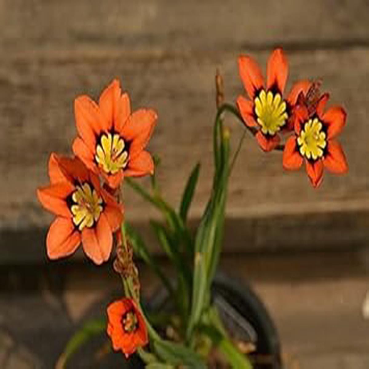 Orange Black Sparaxis Seeds for Planting  Cut Flower Favorite, Heirloom, Non-GMO Organic Garden Seeds