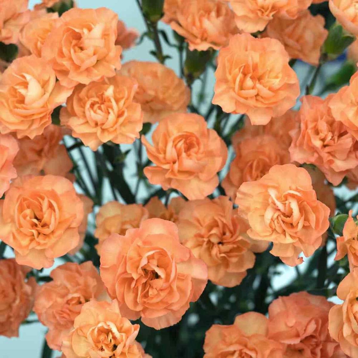 Orange Carnations Flower Seeds for Planting Bright Blooms, Heirloom, Non-GMO for Home Garden