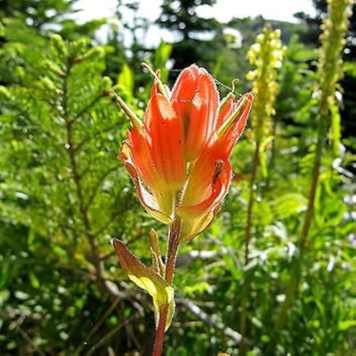Orange Castilleja Flower Seeds for Planting – 100 pcs