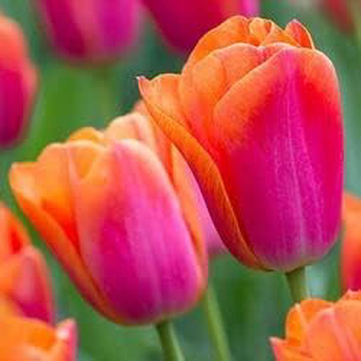 Orange Pink Tulip Flower Seeds for Planting | Heirloom Non-GMO High Germination Organic Garden Seeds