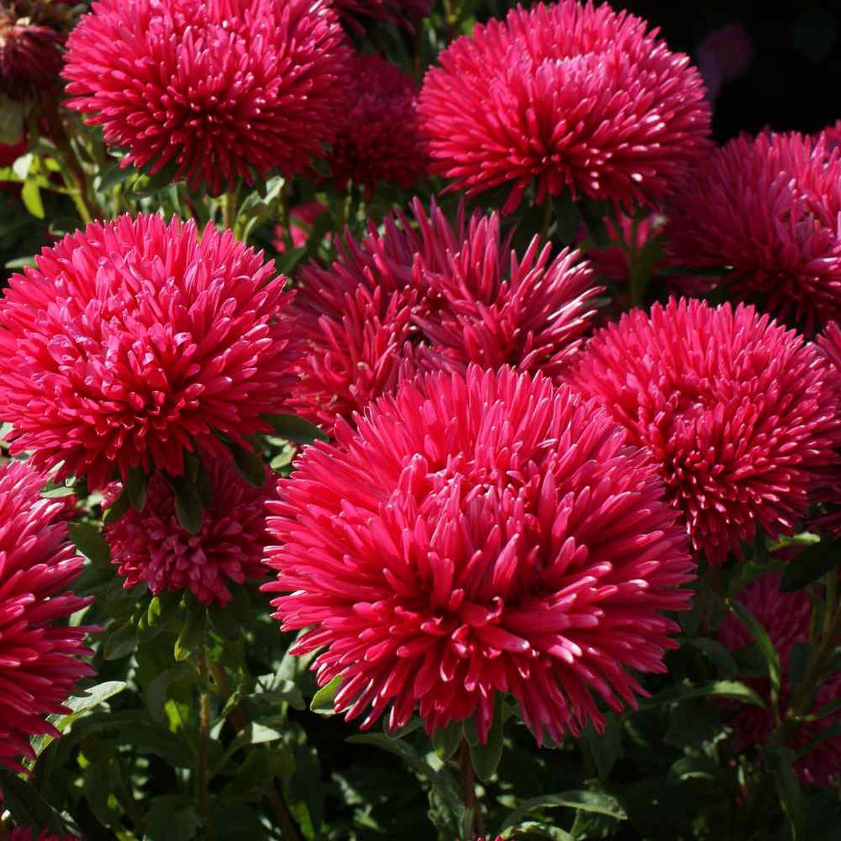 Organic Heirloom Dark Pink Aster Flower Seeds Non-GMO | High Germination Organic Garden Seeds for Planting