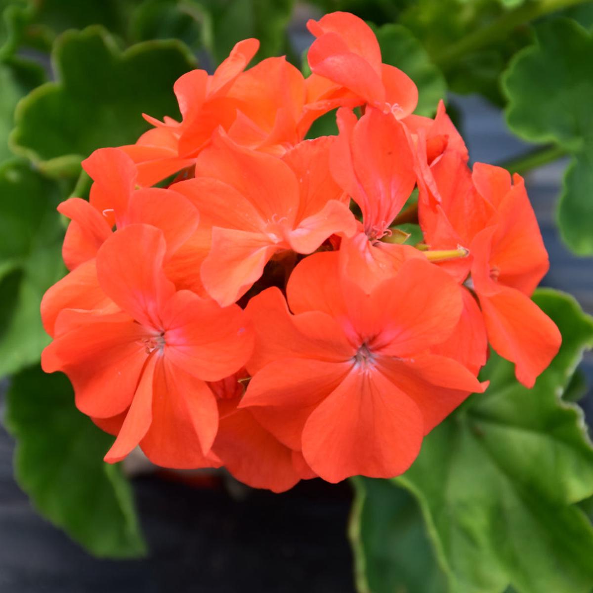 Organic Heirloom Non-GMO Orange Geranium Seeds for Planting  Colorful Garden Blooms