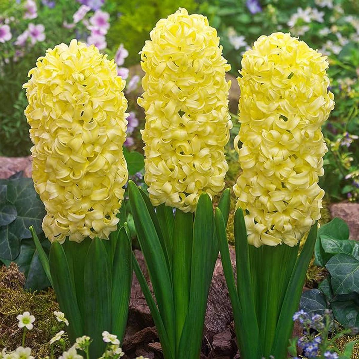 Organic Heirloom Non-GMO Yellow Hyacinth Seeds for Planting Fragrant Spring Blooms