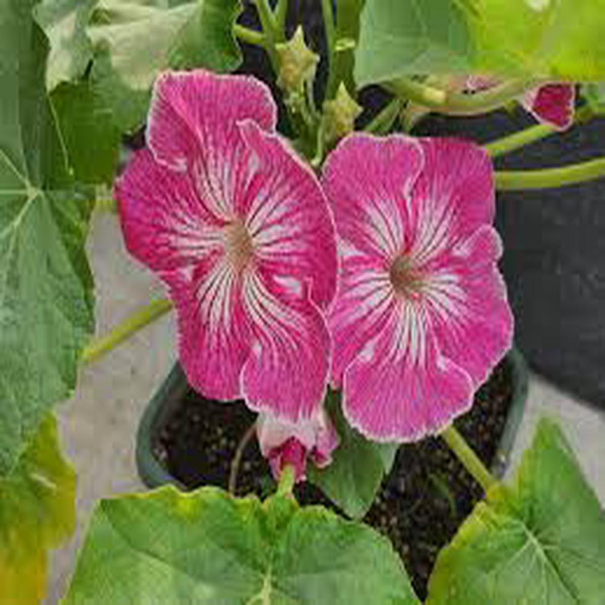 Organic Stellulifera Flower Seeds for Planting  Heirloom, Non-GMO