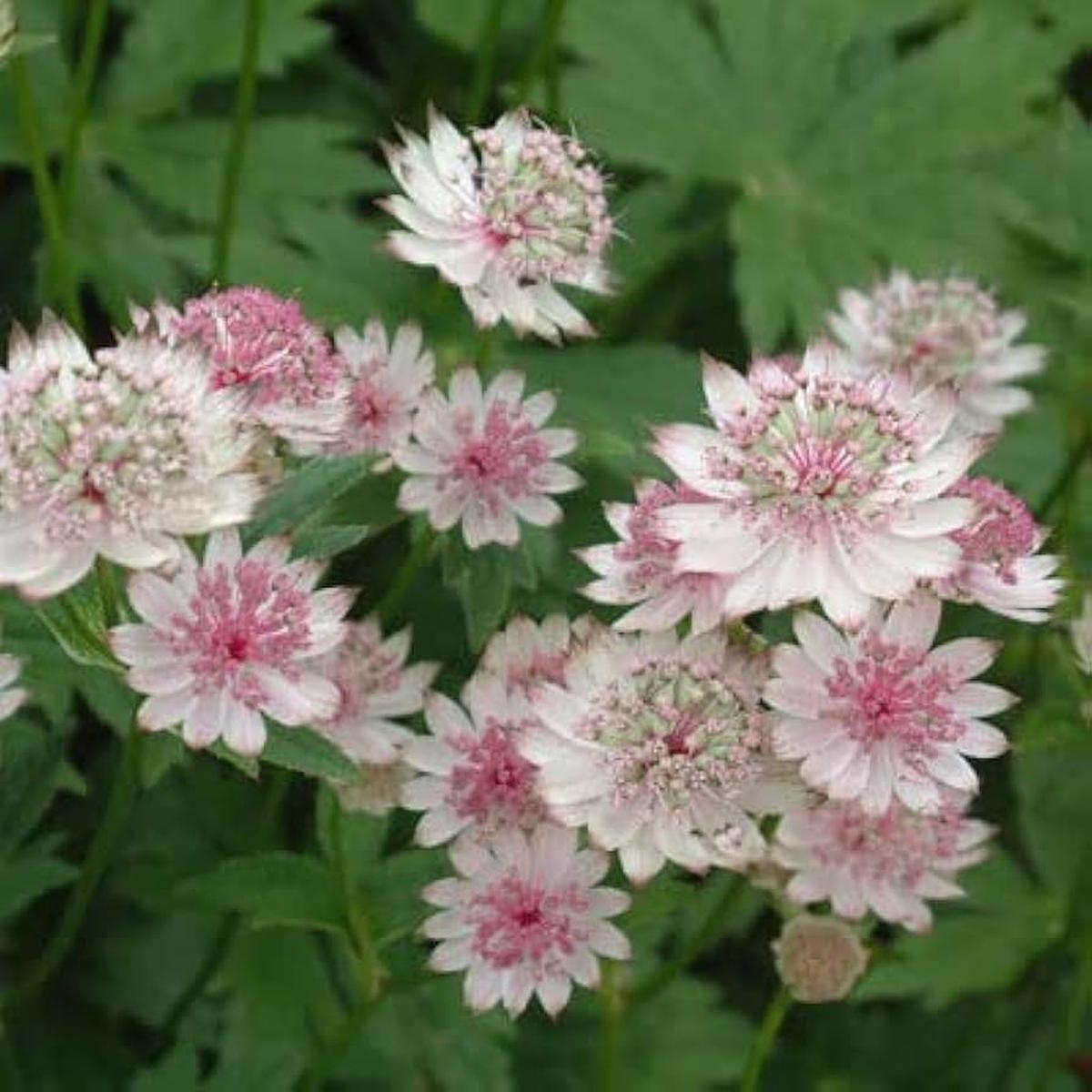 Organic White Pink Astrantia Flower Seeds for Planting  Heirloom, Non-GMO