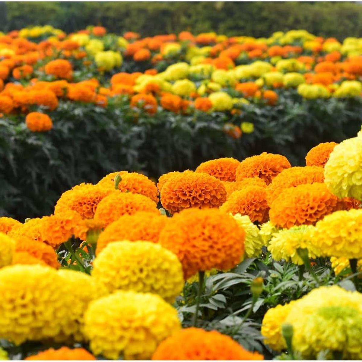 Organic Yellow & Orange Marigold Flower Seeds for Planting  Heirloom Non-GMO High Germination Organic Garden Seeds
