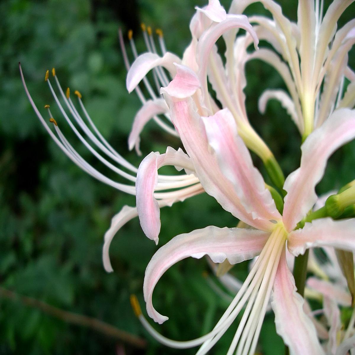 Pale Pink Higanbana Flower Seeds for Planting  Seasonal Bloomer, Heirloom & Non-GMO Home Garden Seeds