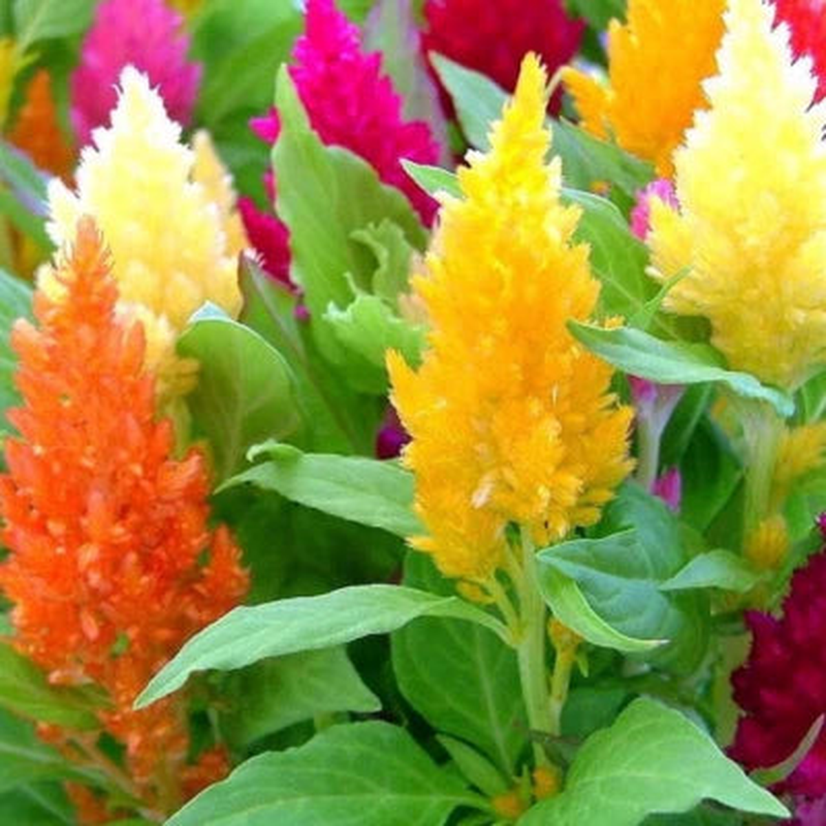 Pampas Plume Mix Celosia Seeds for Planting , Non-GMO  Heirloom