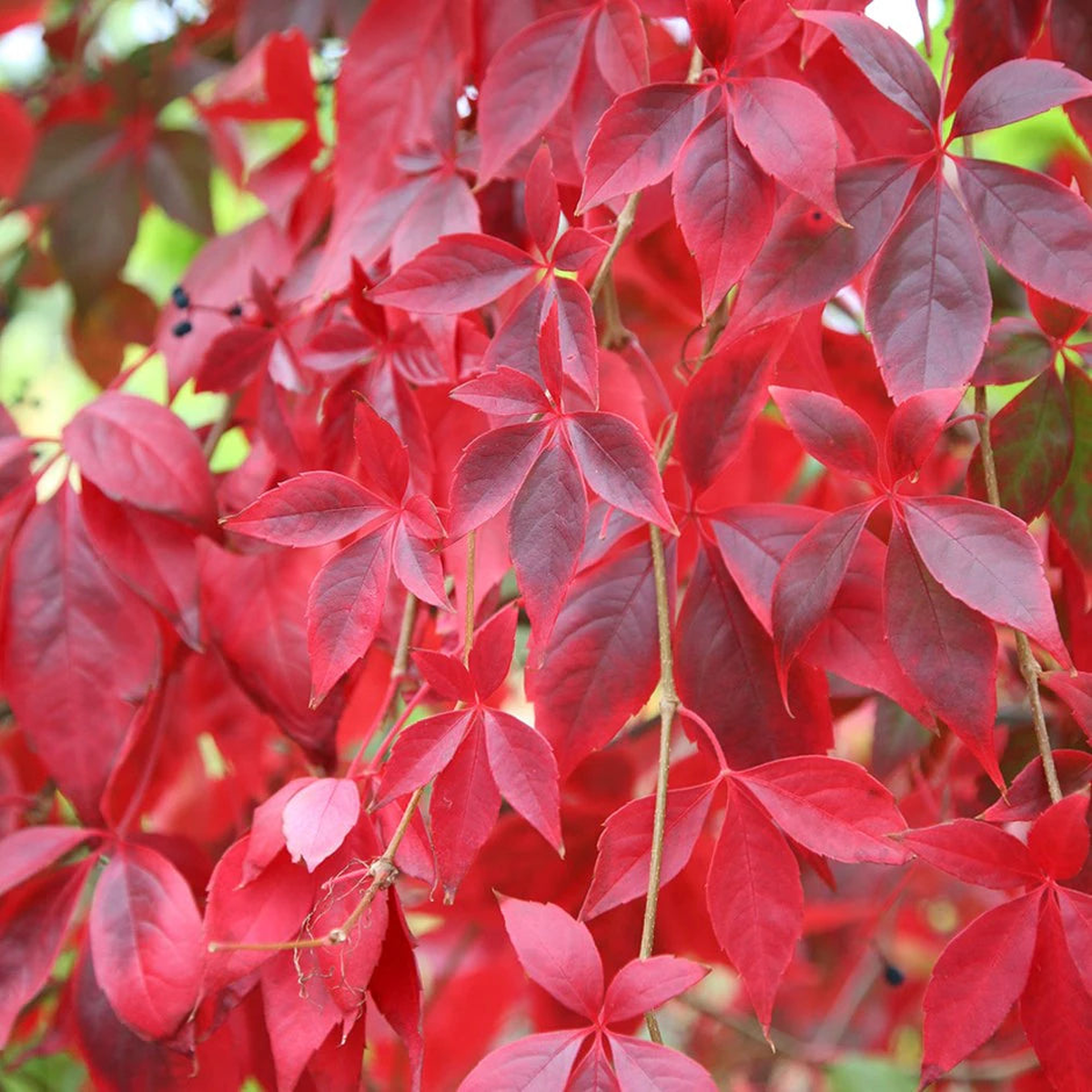 Parthenocissus Plant Seeds  Heirloom, Non-GMO, Fast-Growing Climber for Garden and Wall Planting