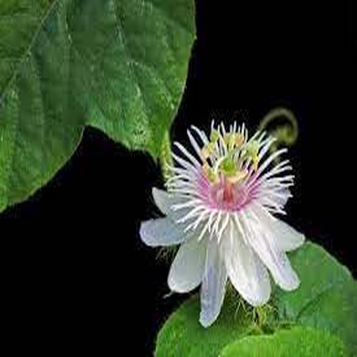 Passion Flower Seeds for Garden – NON GMO Seeds