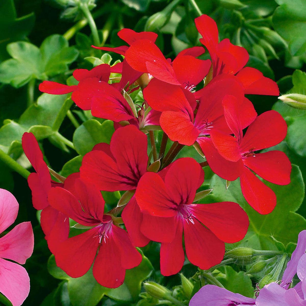 Pelargonium Peltatum Flower Seeds for Planting  Heirloom, Non-GMO, High Germination
