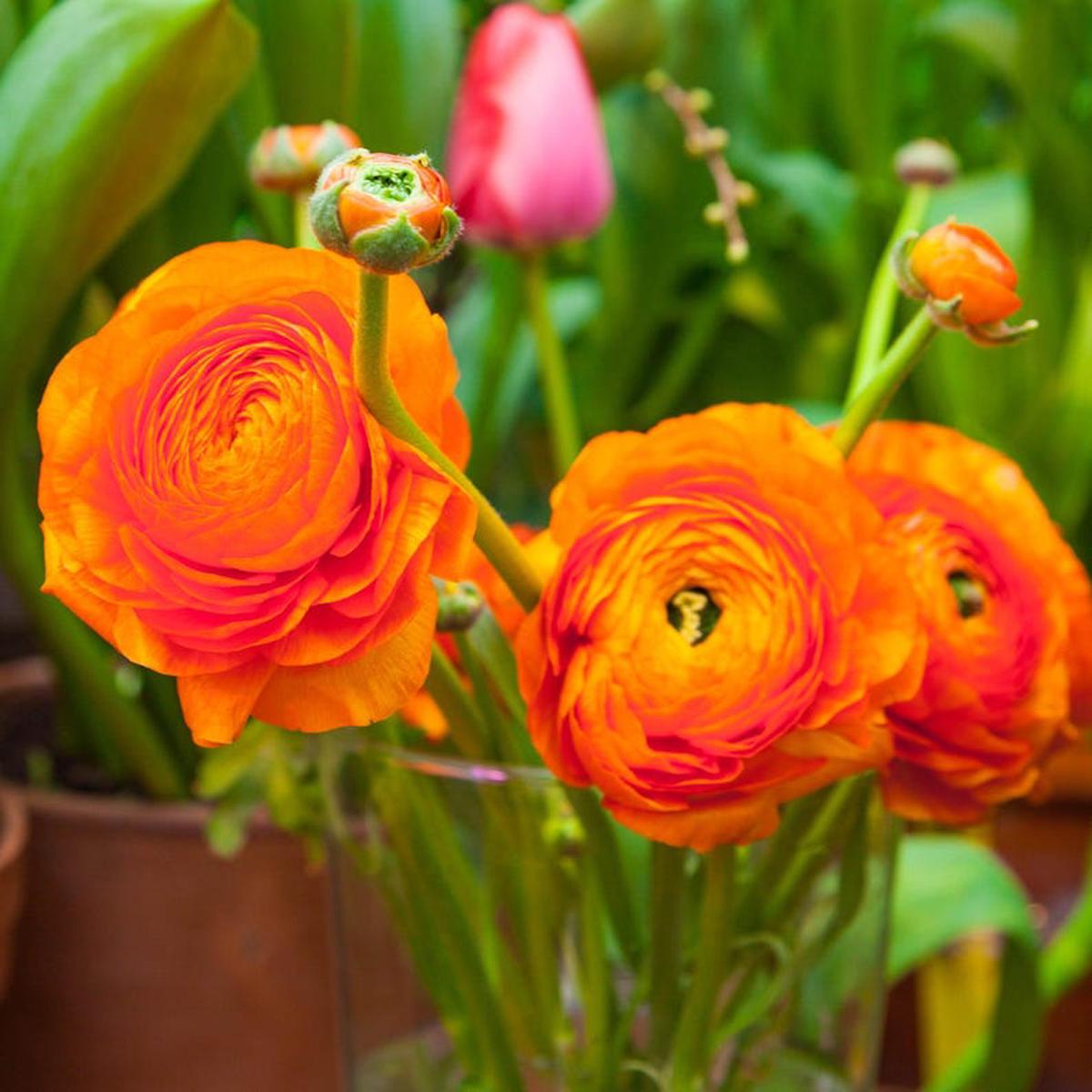 Persian Buttercup Flower Seeds for Planting Heirloom, Non-GMO, Drought Tolerant, High Germination