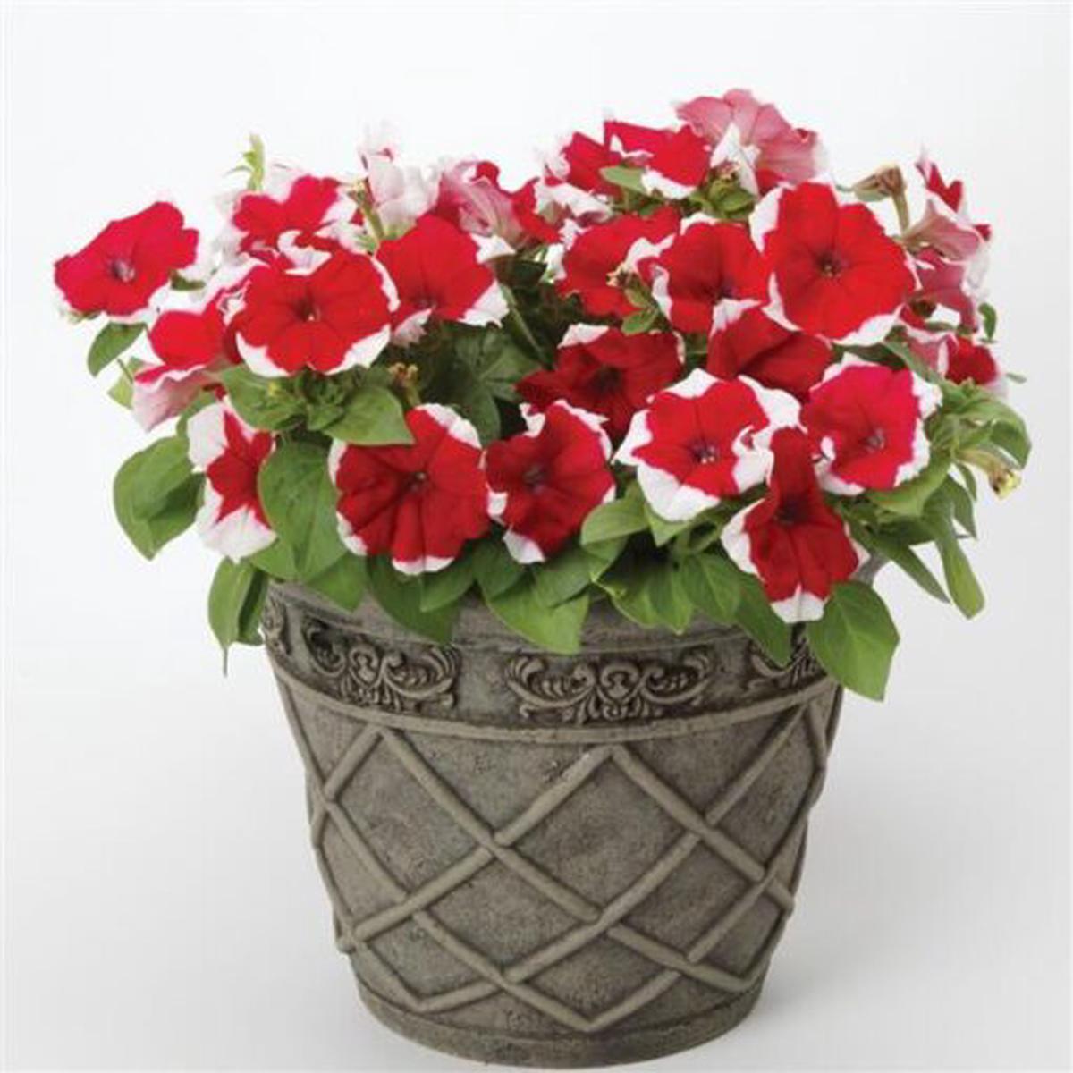 Petunia Red Picotee Imported  Heirloom, Non-GMO, High Germination Organic Garden Seeds