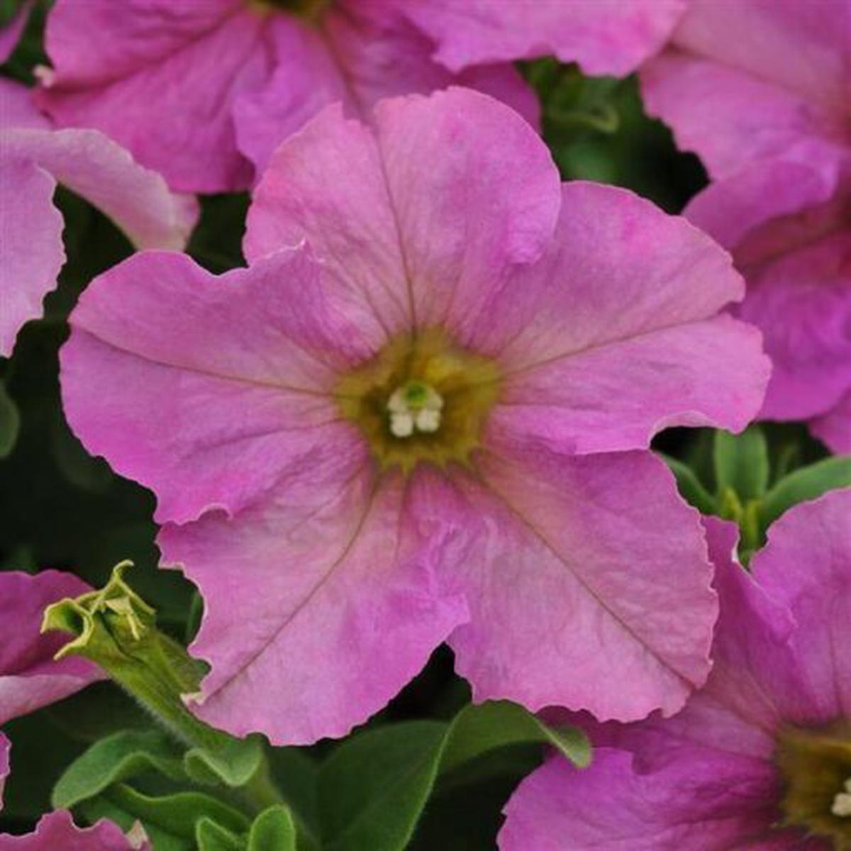 Petunia Twilight Pelleted Imported  Heirloom, Non-GMO, High Germination Organic Garden Seeds