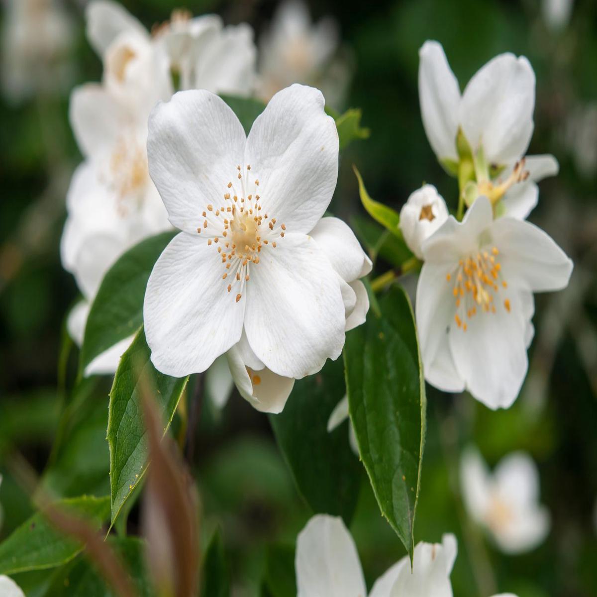 Philadelphus Coronarius Flower Seeds for Planting Heirloom Non-GMO, High Germination Organic Garden Seeds