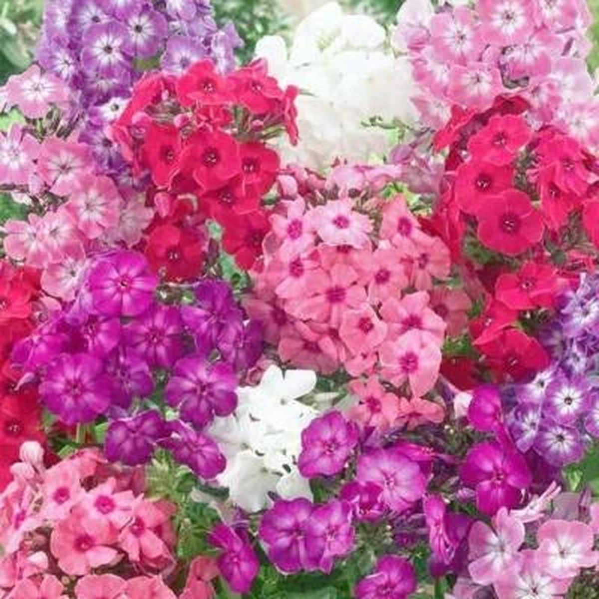 PHLOX DWARF Mix Tall Rock Gardens Spring Blooms Heirloom Non-GMO