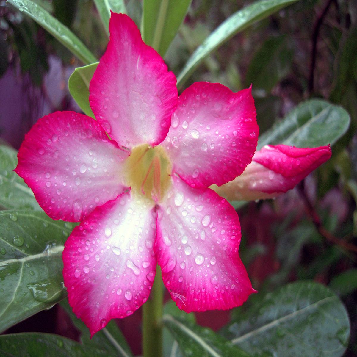 Pink Adenium Obesum Flower Seeds for Planting  Shade Tolerant, Heirloom, Non-GMO Home Garden