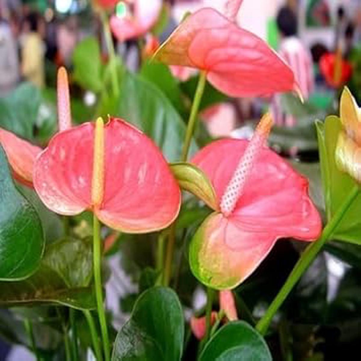 Pink Anthurium Seeds Flower seeds for Planting – Drought Tolerant, Heirloom & GMO Free Seeds for Home Garden