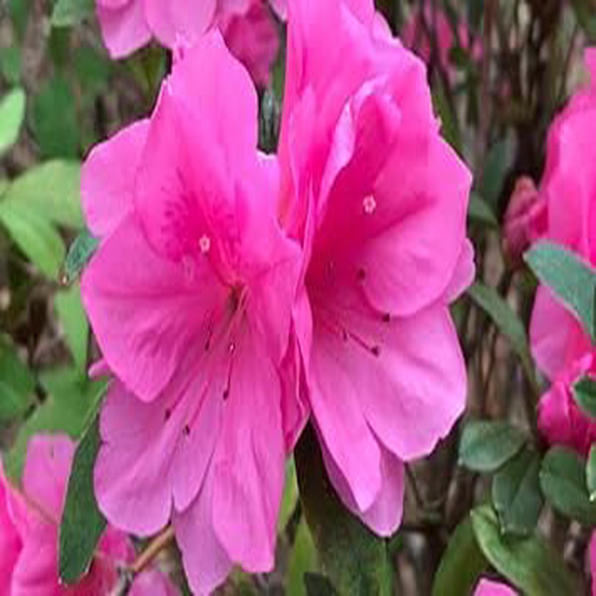 Pink Azalea Seeds for Planting Sun Loving, Heirloom, Non-GMO Organic Garden Seeds