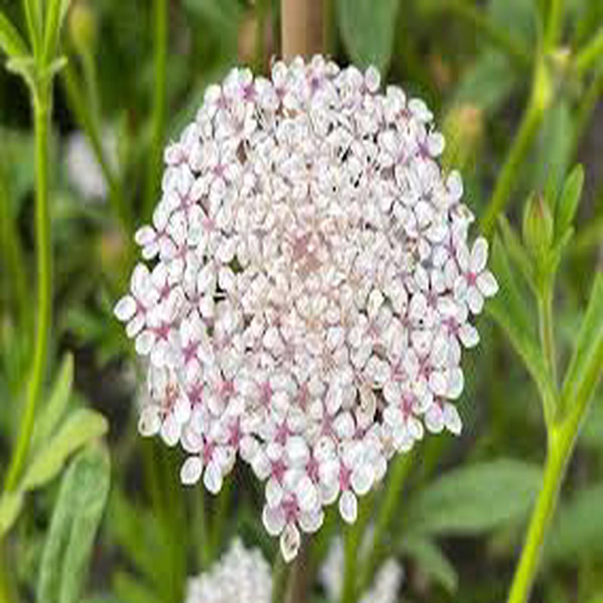Pink Lace Flower seeds for Planting – Wildflower Mix, Heirloom & GMO Free Seeds for Home Garden
