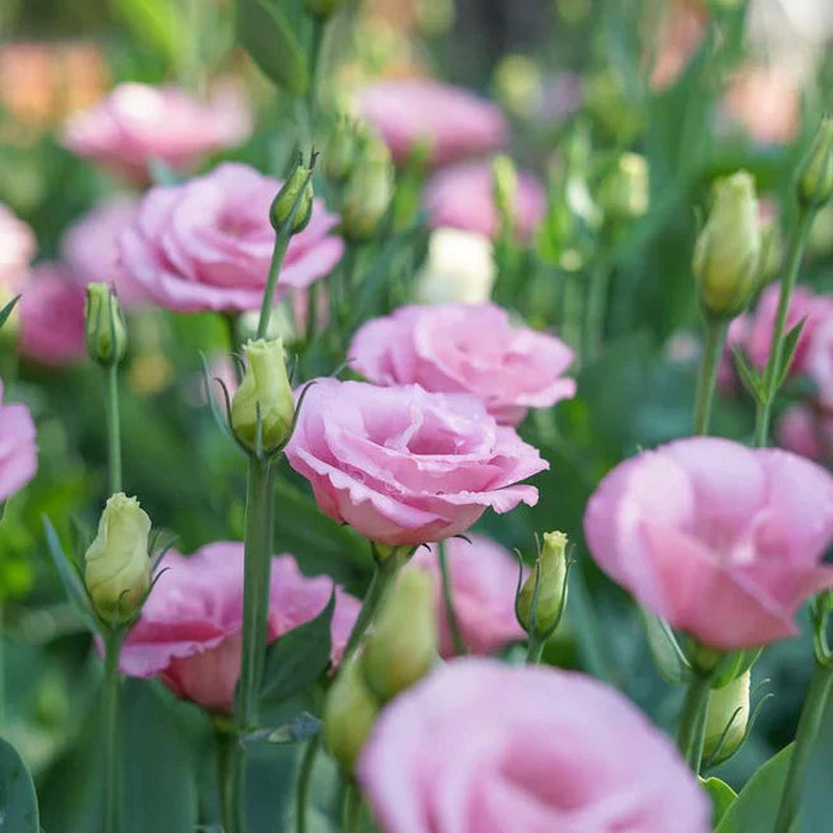 Pink Lisianthus Flower seeds for Planting Compact Growth Heirloom & GMO Free Seeds for Home Garden Sale