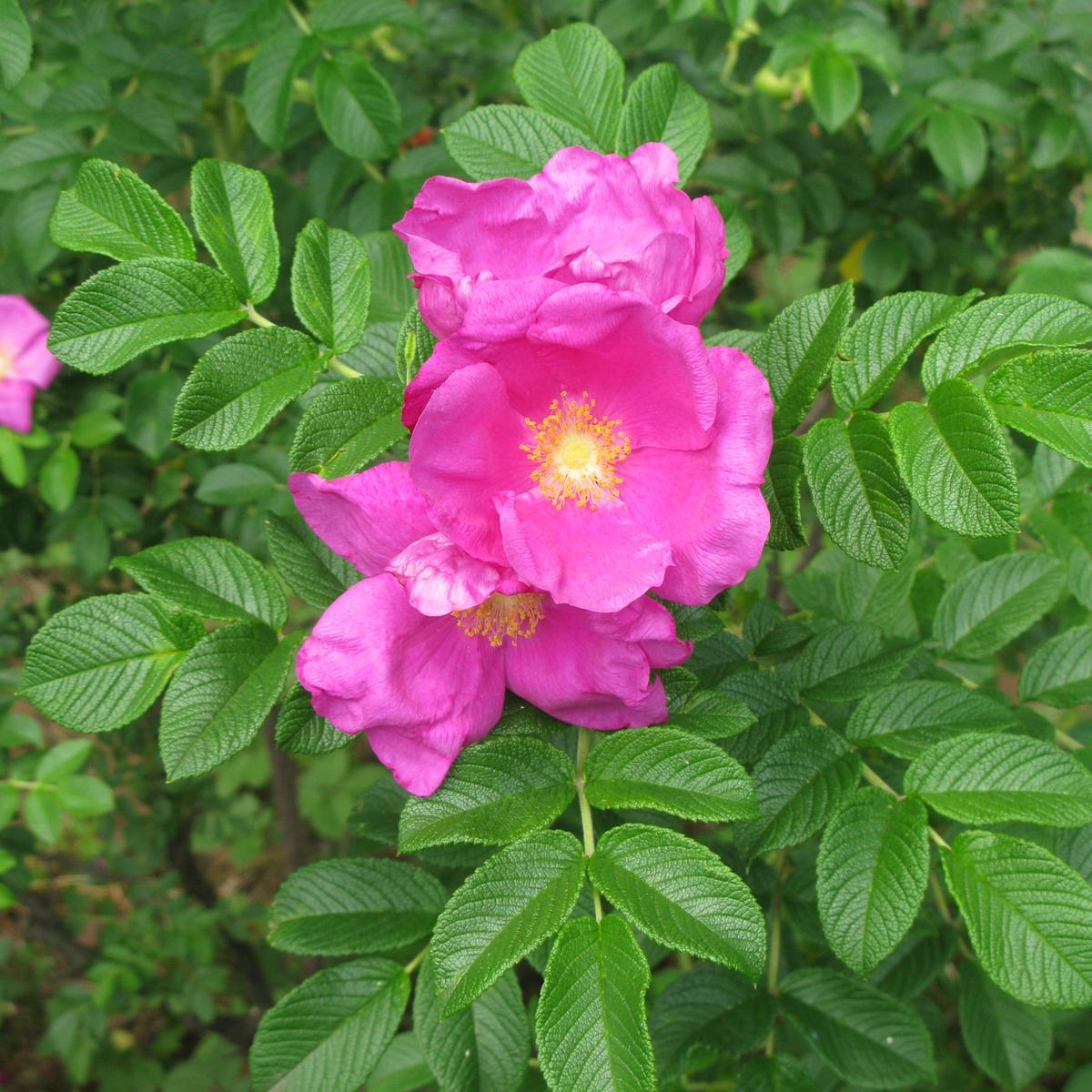 Pink Rugosa Rose Flower Seeds for Planting  Heirloom, Non-GMO, Easy to Grow, Perennial