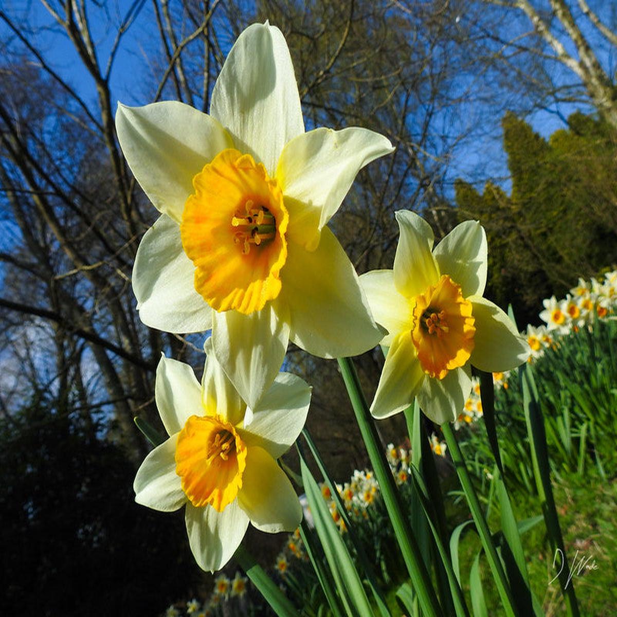 Planting Daffodil Flower Seeds, Your Complete Guide to Beautiful Blooms