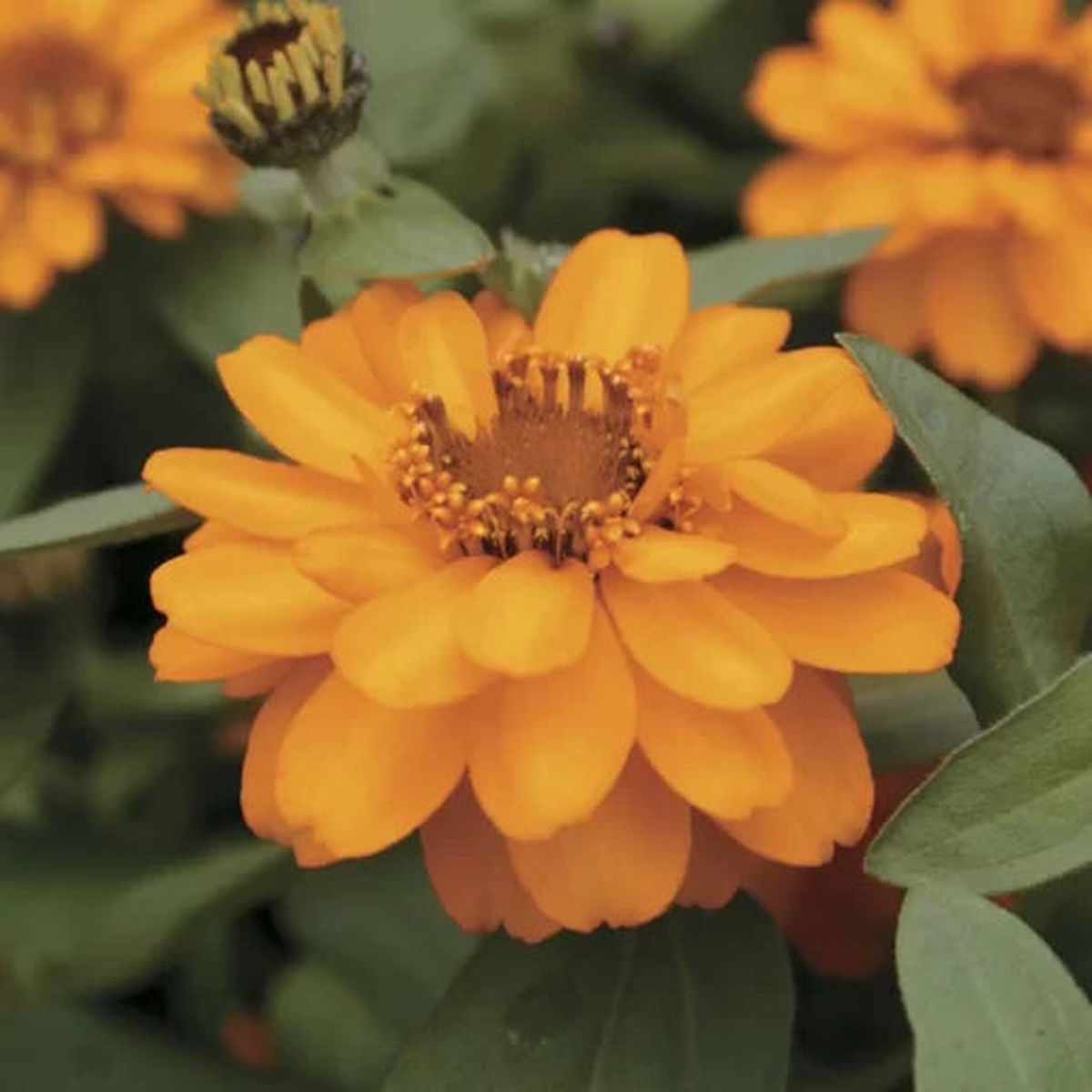 Profusion Double Golden Zinnia Seeds | Double Golden Compact Zinnia  Heirloom, Non-GMO, High Germination Organic Garden Seeds