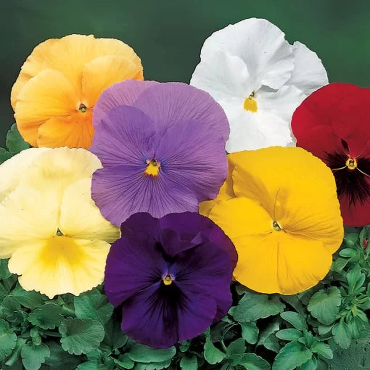 Pure Colors Mix Pansy Seeds | Coastal Sunrise Pansy Collection  Heirloom, Non-GMO, High Germination Organic Garden Seeds