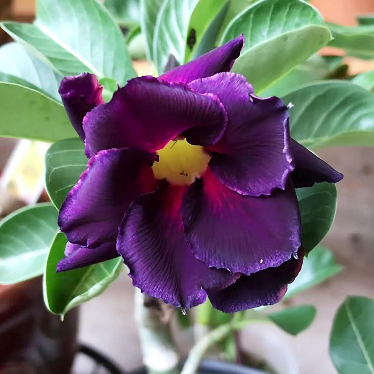 Purple Adenium Flower seeds for Planting – Vibrant Colors, Heirloom & GMO Free Seeds for Home Garden