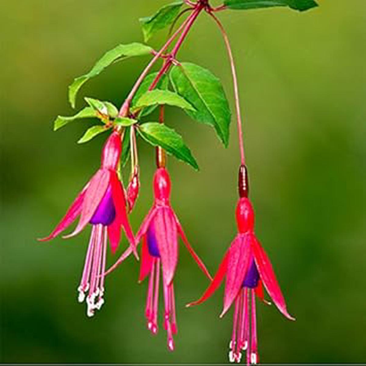 Purple Fuchsia Magellanica Flower Seeds for Planting  Heirloom, Non-GMO, High Germination Organic Garden Seeds