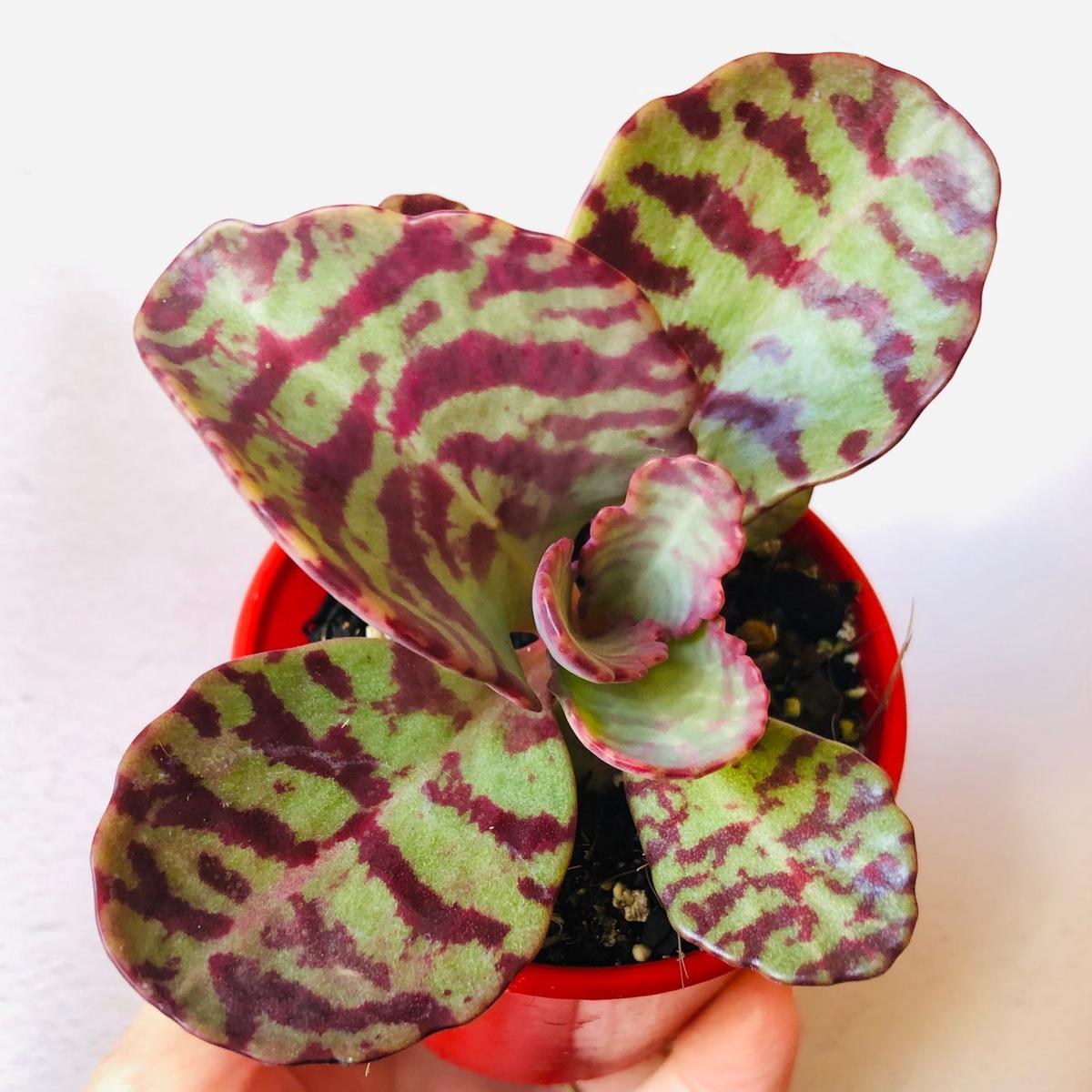 Purple Humilis Flower Seeds for Planting  Heirloom, Non-GMO, Cut Flower Favorite, High Germination