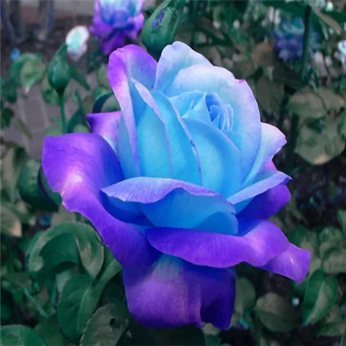 Purple Midnight Rose Seeds | Rare Deep Purple Rose Variety  Heirloom, Non-GMO, High Germination Organic Garden Seeds