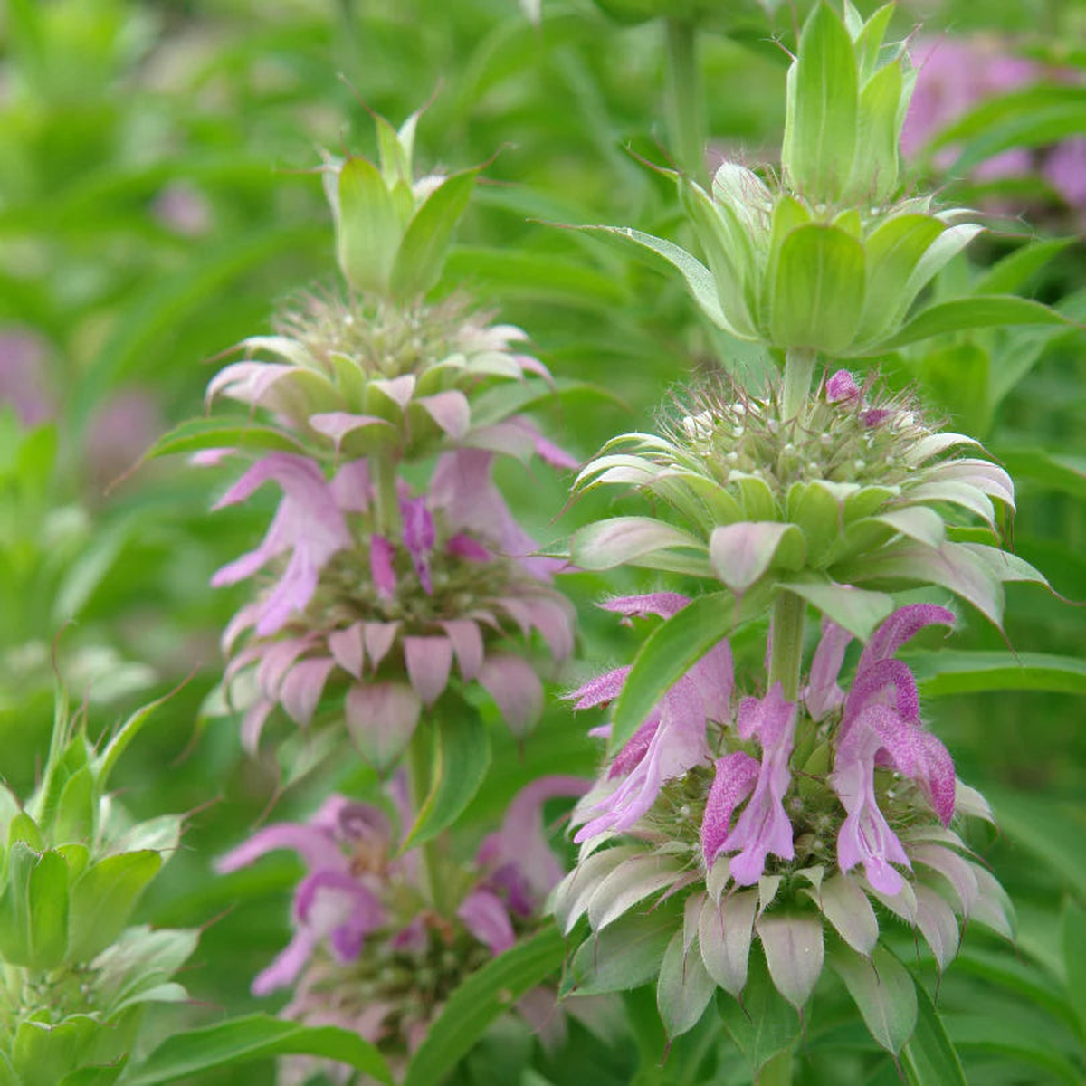 Purple Monarda Punctata Flower Seeds for Planting Heirloom Non-GMO, High Germination Organic Garden Seeds
