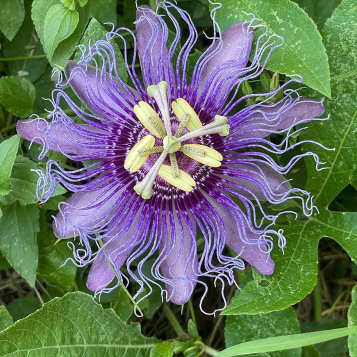 Purple Passiflora Incarnata Flower Seeds for Planting Heirloom, Non-GMO, Easy to Grow, Perennial.