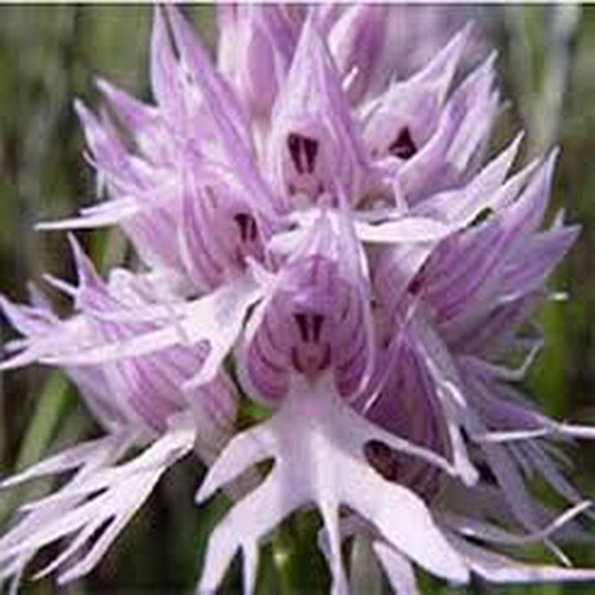 Purple Pyramid Monkey Orchid Flower Seeds  Heirloom Non-GMO High Germination Organic Garden Seeds for Planting
