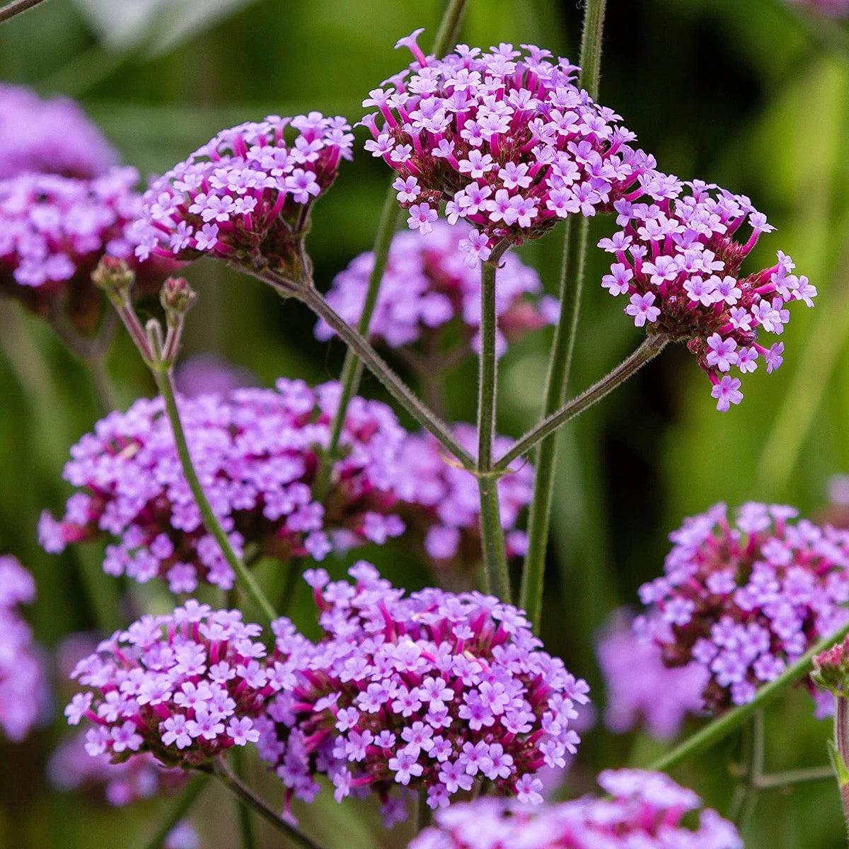 Purple Verbena Flower seeds for Planting Fragrant Blossoms Heirloom & GMO Free Seeds for Home Garden   Sale