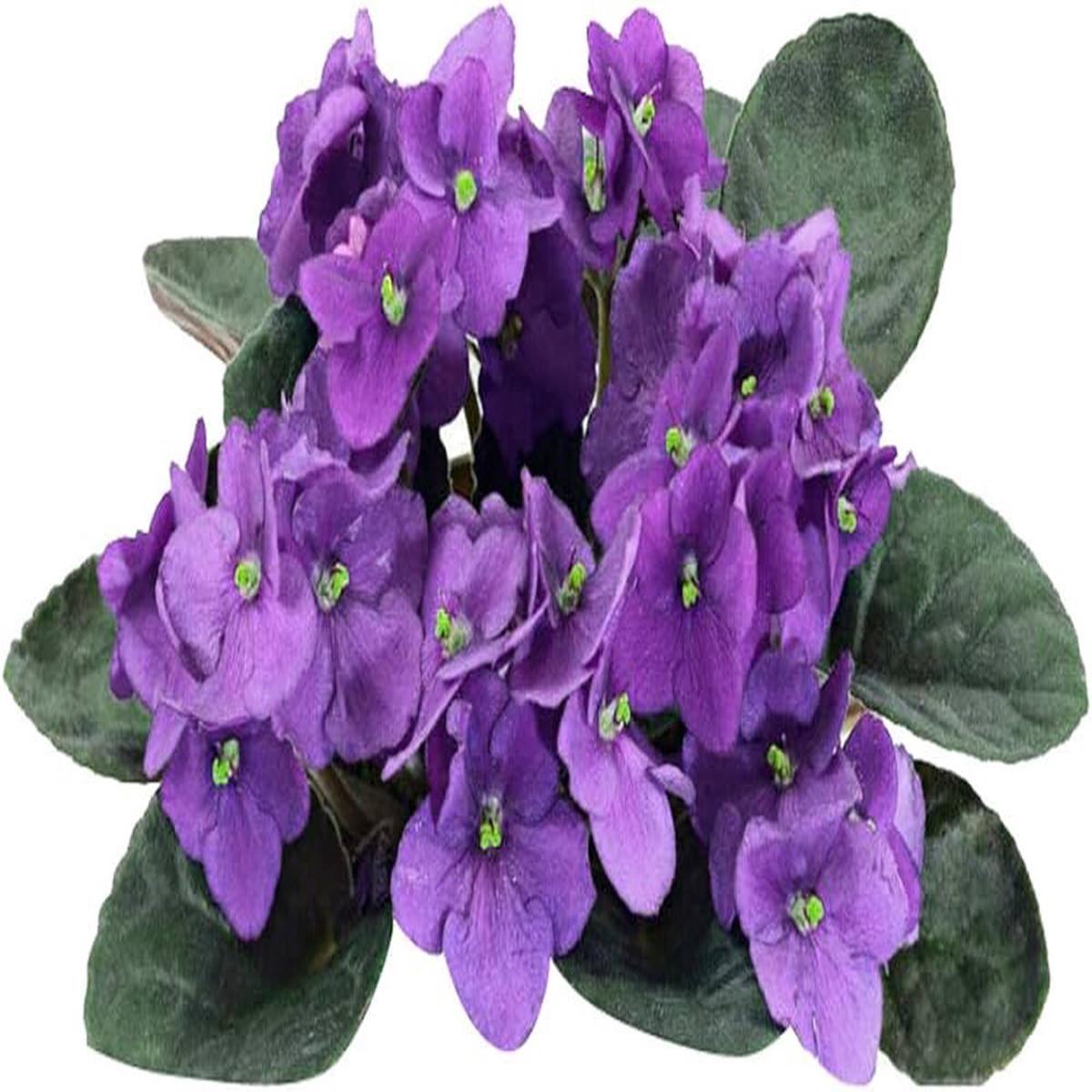 Purple White African Violet Seeds for Planting  Organic, Heirloom, Non-GMO Flower Seeds