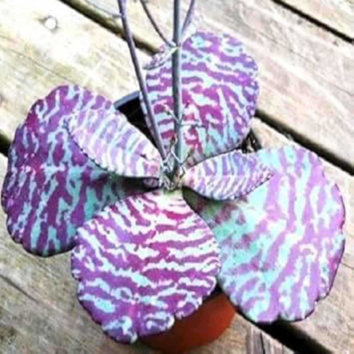 Purple White Kalanchoe Humilis Flower seeds for Planting Perfect for Borders Heirloom & GMO Free Seeds for Home Garden Sale