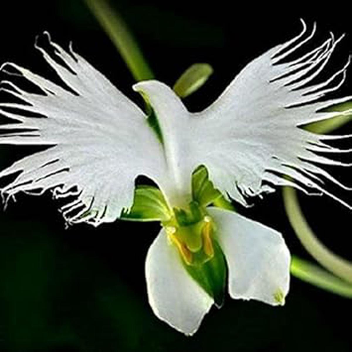 Radiata White Seeds for Planting  Organic, Heirloom, Non-GMO Flower Seeds