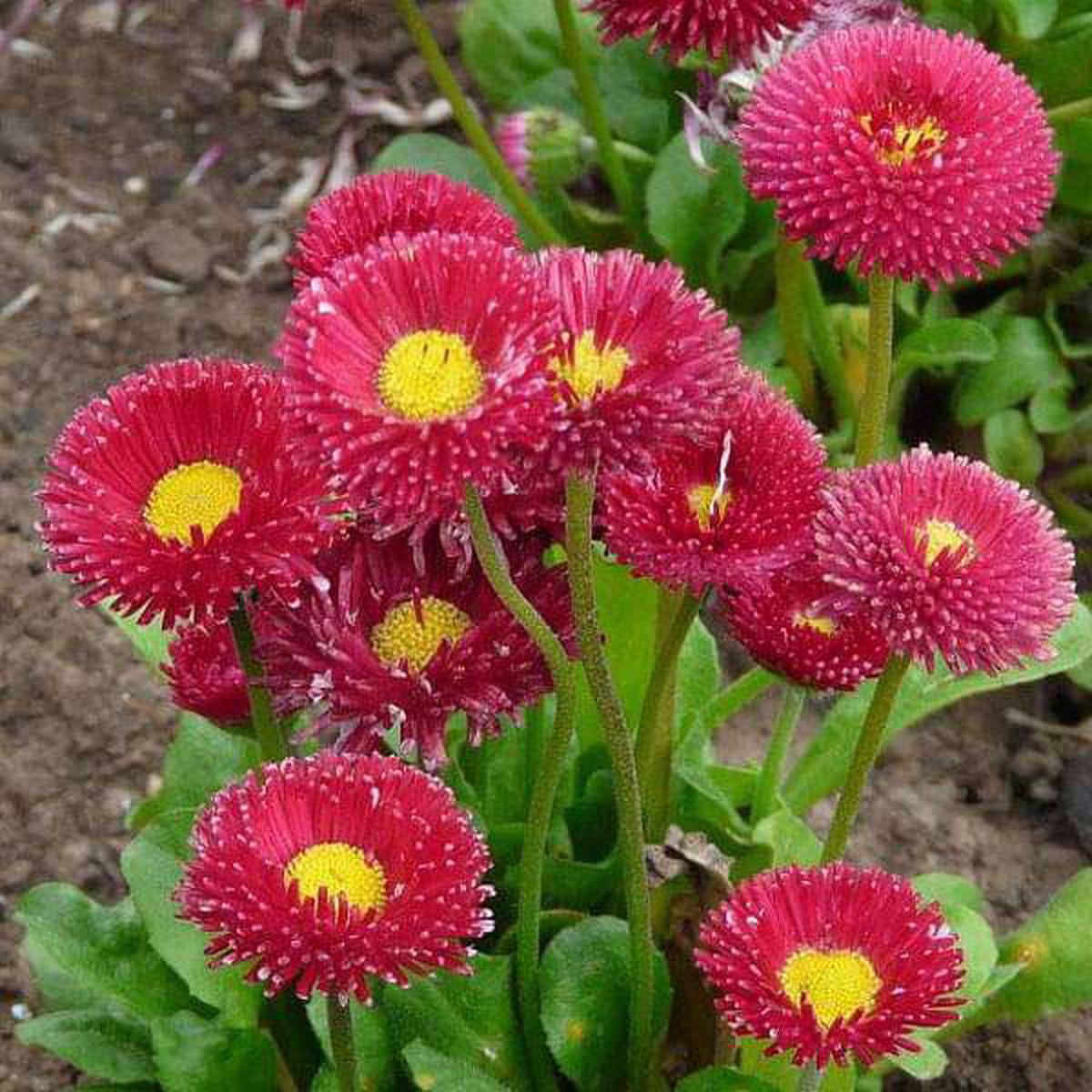 Red Bellis Flower Seeds for Planting  Heirloom Non-GMO, High Germination Organic Garden Seeds